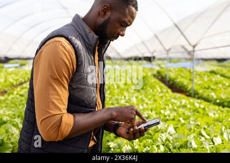 African American young male farmer checking smartphone among green plants in hydroponic greenhouse Stock Photo