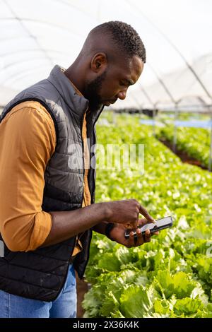 African American young male farmer checking smartphone among lettuce in hydroponic greenhouse Stock Photo