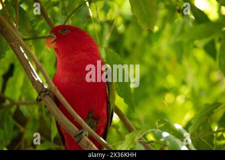 The chattering lory has a red body and a yellow patch on the mantle. The wings and thigh regions are green and the wing coverts are yellow. Stock Photo