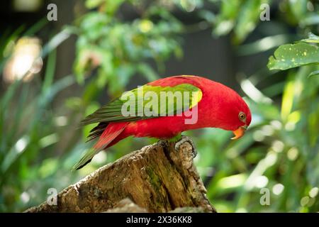 The chattering lory has a red body and a yellow patch on the mantle. The wings and thigh regions are green and the wing coverts are yellow. The tail i Stock Photo