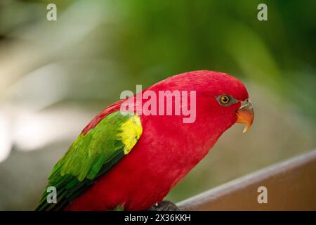 The chattering lory has a red body and a yellow patch on the mantle. The wings and thigh regions are green and the wing coverts are yellow. The tail i Stock Photo