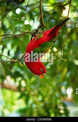 The chattering lory has a red body and a yellow patch on the mantle. The wings and thigh regions are green and the wing coverts are yellow. The tail i Stock Photo