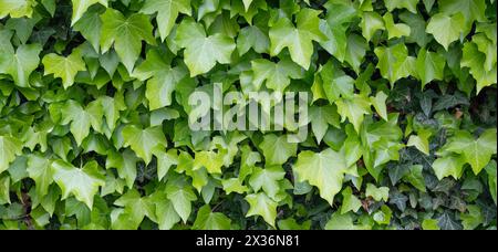 Green Ivy leaves wall background. Stock Photo