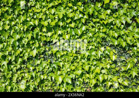 Ivy background, evergreen Hedera leaves on the wall. Stock Photo