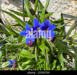 Steinsame, Aegonychon purpurocaeruleum ist eine huebsche Blume mit kraeftigen blauen Blueten. Stone seed, Aegonychon purpurocaeruleum is a pretty flow Stock Photo