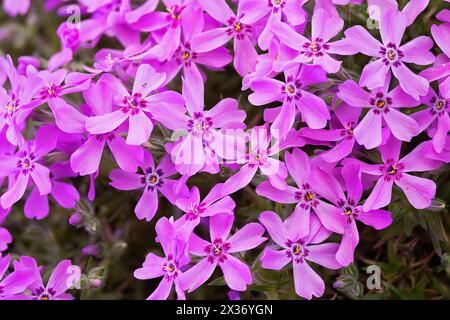 bunch of downy phlox pink flowers (Phlox pilosa) Stock Photo