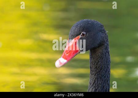 portrait of a black swan over colorful reflections on lake (Cygnus atratus) Stock Photo