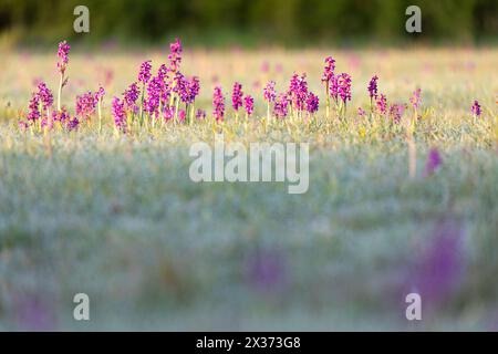Group of Green winged orchid in early morning sunshine. Stock Photo