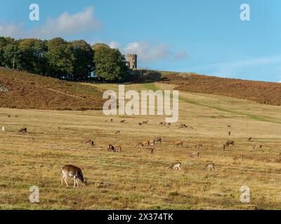 Old John folly on the skyline with grazing Red deer herd in the foreground, Bradgate Park, Newtown Linford, Leicestershire, England, UK Stock Photo