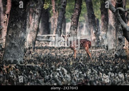 Spotted Deer of Sundarbans (Axis axis) is possibly the most beautiful deer in the world.this photo was taken from sundarbans national park,Bangladesh. Stock Photo