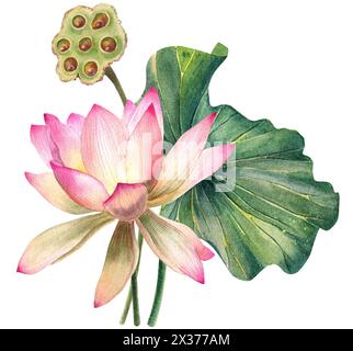 Lotus flowers set, watercolor, realistic,  leaves illustrations, hand painted, pink water flower, water lily, seeds, botanical painting, floral, spa Stock Photo