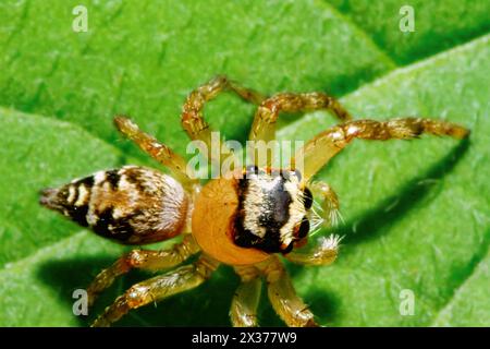 A detailed close-up of a Plexippus paykulli, showcasing its intricate patterns and colors. The spider's poised stance exhibits nature's beauty. Wulai Stock Photo