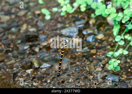 Vivid Anotogaster klossi dragonfly hovering over clear waters, showcasing its striking colors and patterns. Captured in mid-flight, displaying agility Stock Photo