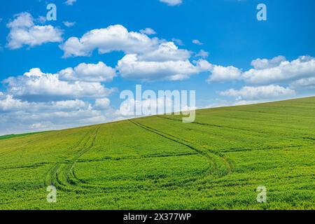 Amazing agriculture landscape, relaxing nature scenic with lines in wheat field under sunny blue sky. Idyllic nature background, panoramic background. Stock Photo