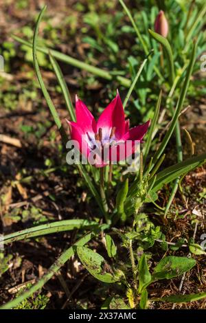 A purplish crimson tulip (Tulipa humilis) with its stamen standing out against a blue-black heart Stock Photo