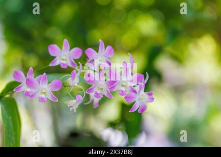 Orchid flower for postcard beauty and agriculture design. Beautiful orchid flower in garden, in full bloom in farm, on green nature blur background Stock Photo