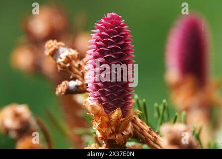 The beginning of the growth of green cones and branches in spring on coniferous trees Stock Photo