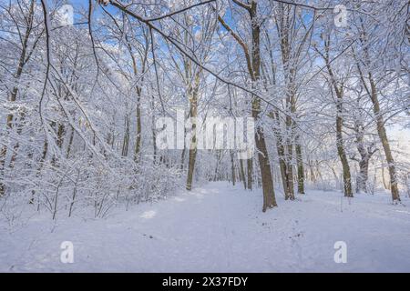Snowy winter forest with snow covered trees and path through frosty woodland. Cold seasonal nature scene. Scenic landscape peaceful white outdoors Stock Photo