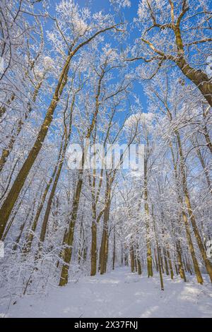 Snow covered forest trees reaching into bright blue sky on sunny winter day. Frosty woodland nature. Seasonal cold landscape scenic peaceful outdoor Stock Photo