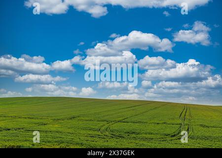 Perfect spring landscape panorama,green wheat field. View of green grass and blue sky, summer nature and environment. Idyllic agriculture scenic Stock Photo