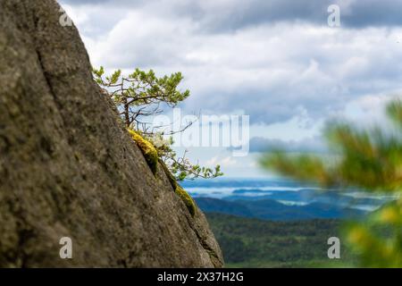 Preikestolen, Norway - July 14, 2023: A small tree grows out of the mountains in Norway with a view of the Norwegian landscape *** Ein kleiner Baum wächst aus dem Gebirge in Norwegen mit Blick auf die Landschaft Norwegens Stock Photo