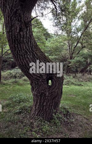 trunk tree with hole (blurred background) along the footpath to the spring of Gradac River, Serbia Stock Photo