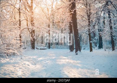 Snow covered winter forest trees with sunlight through frosty branches. Bright woodland scene. Seasonal cold nature scenic peaceful white outdoor Stock Photo