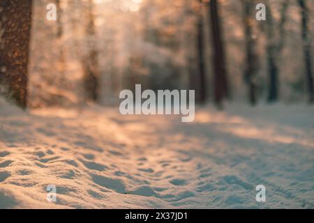 Snowy winter forest path in warm golden morning light with soft bokeh glow. Frosty woodland scene. Seasonal cold nature scenic peaceful white outdoor Stock Photo