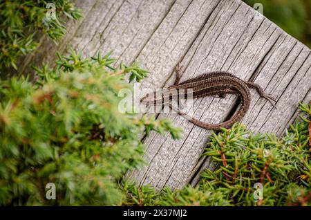 Common lizard, or viviparous lizard (Zootoca vivipara) sunbathing on a tree trunk on a beautiful summer day Stock Photo
