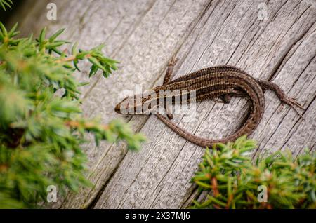 Common lizard, or viviparous lizard (Zootoca vivipara) sunbathing on a tree trunk on a beautiful summer day Stock Photo