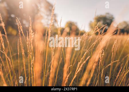 Abstract warm autumn landscape of dry wildflowers grass meadow golden hour sunset sunrise time. Tranquil autumn fall nature closeup background. Dreamy Stock Photo