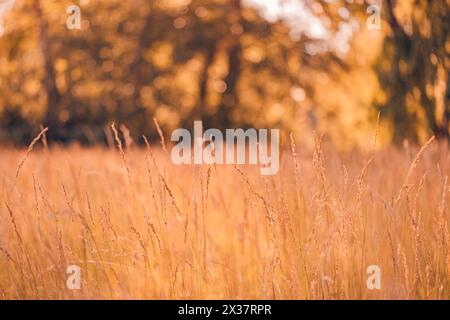 Abstract warm autumn landscape of dry wildflowers grass meadow golden hour sunset sunrise time. Tranquil autumn fall nature closeup background. Dreamy Stock Photo