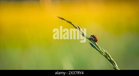 Ladybug on grass macro closeup, idyllic nature sunset. Fantastic spring summer flora and fauna concept, beauty in nature banner. Panoramic closeup out Stock Photo