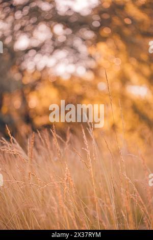 Abstract warm autumn landscape of dry wildflowers grass meadow golden hour sunset sunrise time. Tranquil autumn fall nature closeup background. Dreamy Stock Photo