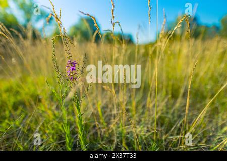 Dream fantasy soft focus sunset field landscape pink flower. Artistic grass meadow warm golden hour sunset sunrise time bokeh. Tranquil spring summer Stock Photo