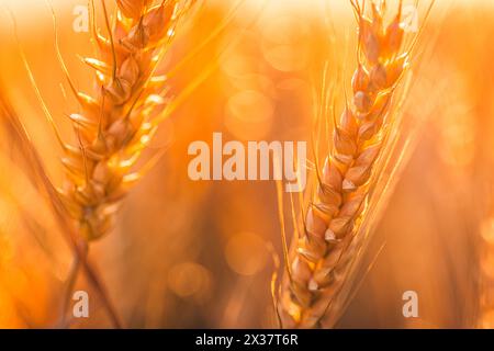 Close-up of a golden wheat field under a blue sky on a sunny day, featuring beautiful blurred bokeh nature with a softly pastel colors background Stock Photo