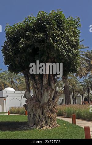 Sacred Fig Tree (ficus religiosa) in the Gardens of the Chedi Hotel Muscat Stock Photo