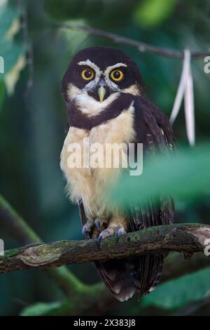 Portrait of Spectacled Owl (Pulsatrix perspicillata), adult perched at forest edge near Sarapiqui River, Costa Rica, Central America  Feb 2014 Stock Photo
