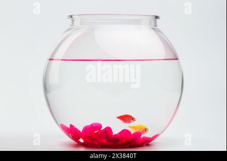 Orange and yellow fishes in aquarium bowl side view isolated on studio background Stock Photo