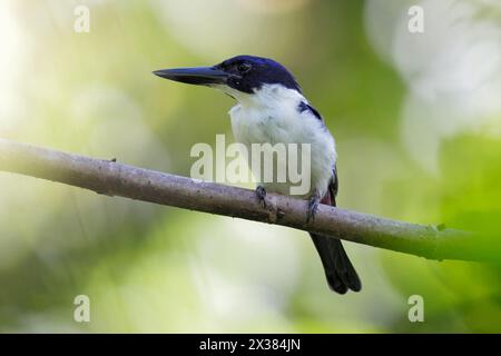 Ultramarine Kingfisher (Todiramphus leucopygius), male perched on branch, in jungle near Honiara, Guadalcanal, Solomon Islands, West Pacific Stock Photo