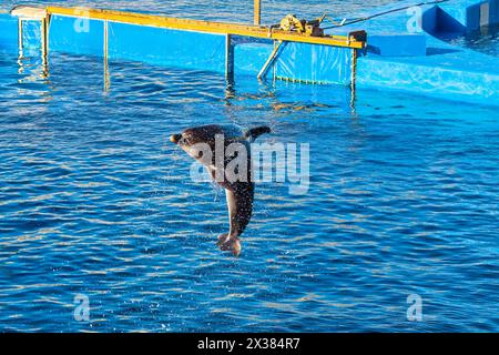 Dolphin jumping out of the water at the dolphinarium Stock Photo