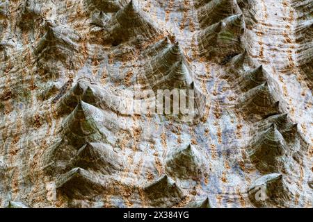 Low angle view of thorns on the surface of trunk of Kapok tree, Red silk cotton tree, Bombax ceiba tree. Stock Photo