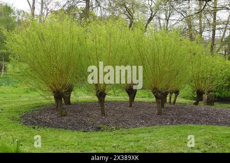 Willow tree branches Stock Photo