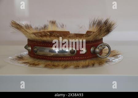 Medieval dog collar with badger hair Stock Photo