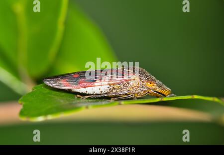 Glassy-winged sharpshooter (Homalodisca vitripennis) on leaf, nature Springtime pest control agriculture. Stock Photo