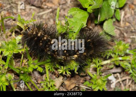 Salt marsh moth caterpillar (Estigmene acrea) insect eating plants, fuzzy nature Springtime pest control. Stock Photo