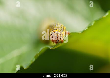 Especially Insect Worn The fall armyworm is an insect that can cause significant damage to ...
