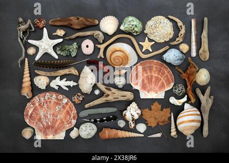 Beautiful collection of natural nature objects with feathers, driftwood, sea shells, flora and moss. Detail study on mottled gray background. Stock Photo