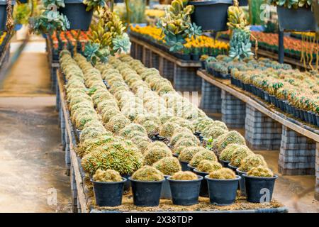 Large variety of cacti mamillaria in garden arid climate. Stock Photo