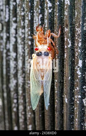 An albino  cicada slowing emerges from its shell while hanging on a vase. Stock Photo